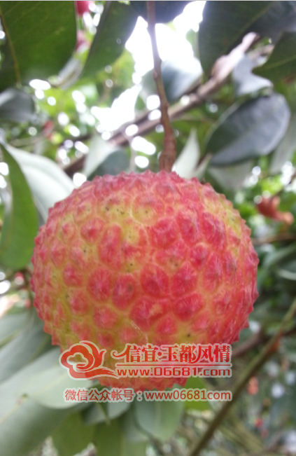 QQ��ͼ20150707212515.png