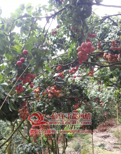 QQ��ͼ20150707212554.png