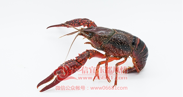 QQ��ͼ20150822004513.png