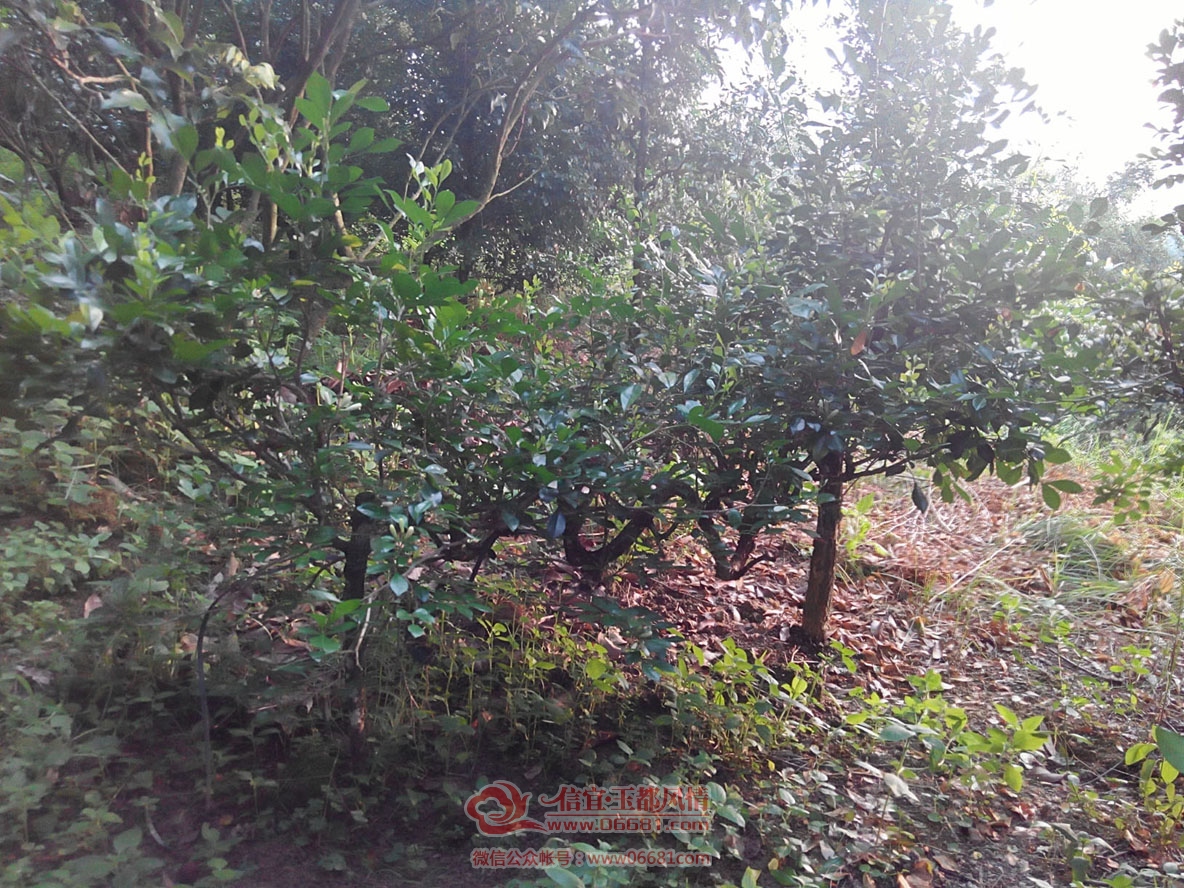IMG_20151002_172219_HDR.jpg