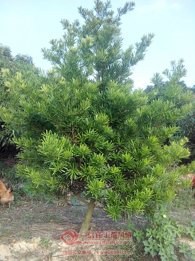 IMG_20151002_170052_HDR.jpg