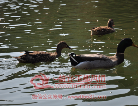 QQͼƬ20151027041653.png