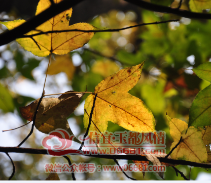 QQͼƬ20151027041720.png