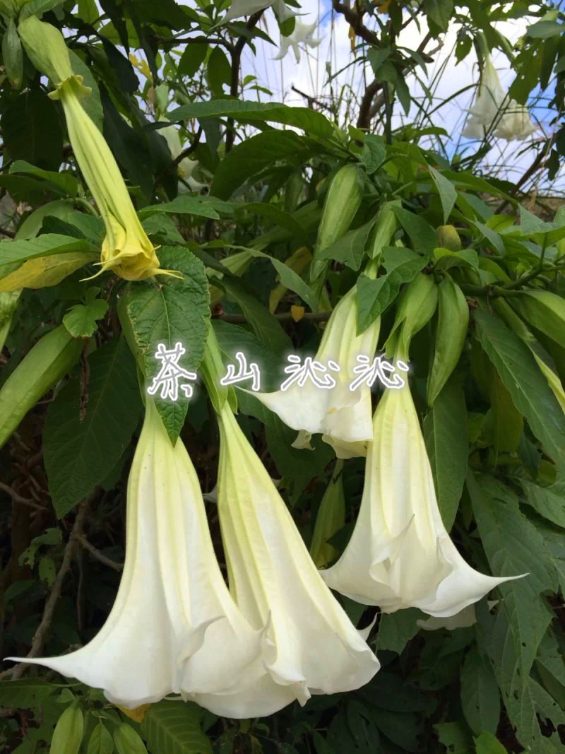 ��ɽ (23).jpg