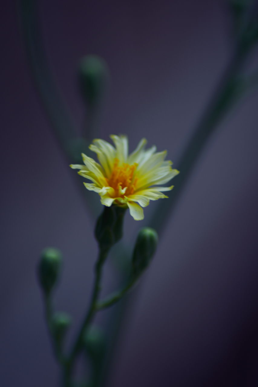 DSC_1357.jpg