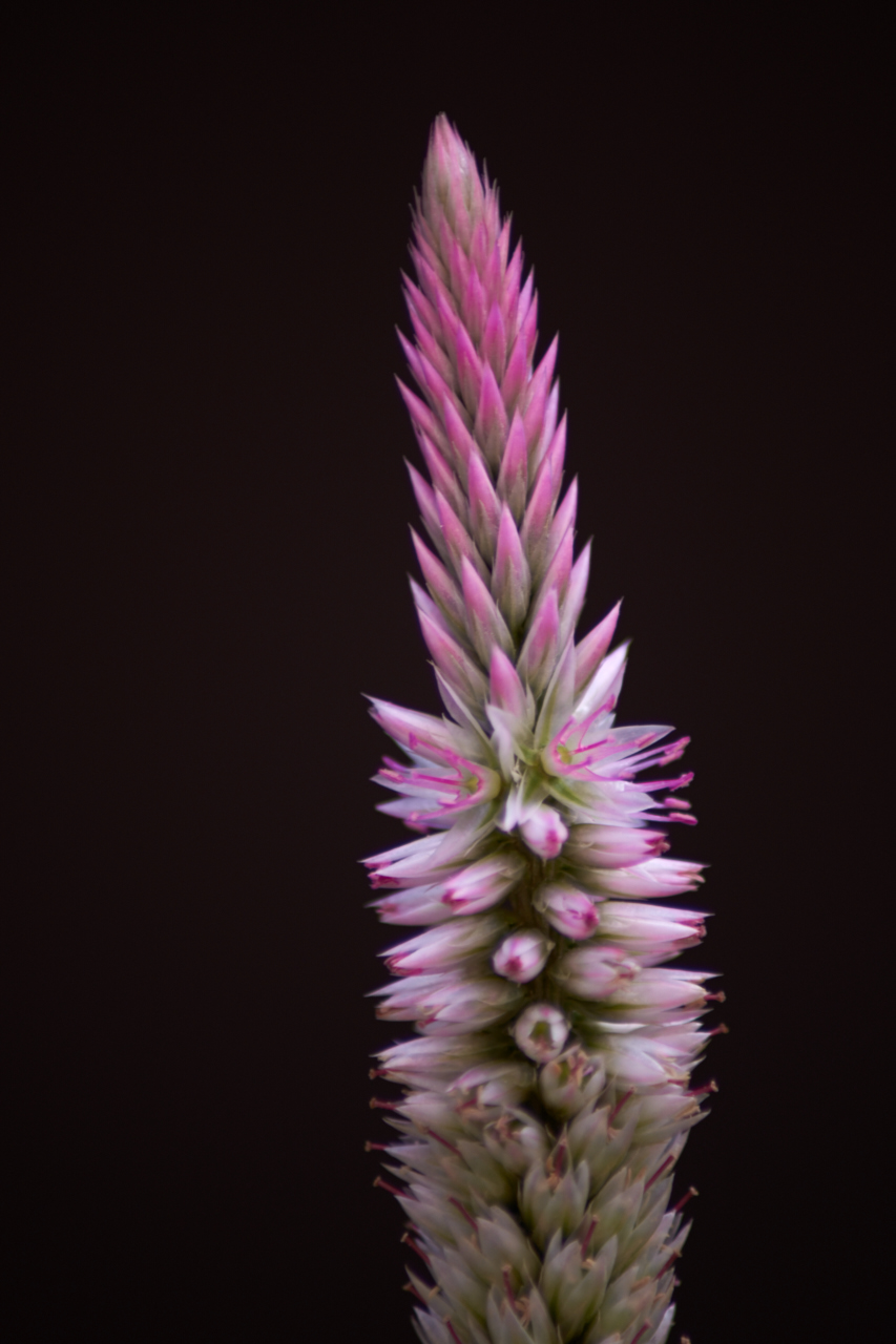 DSC_1361.jpg