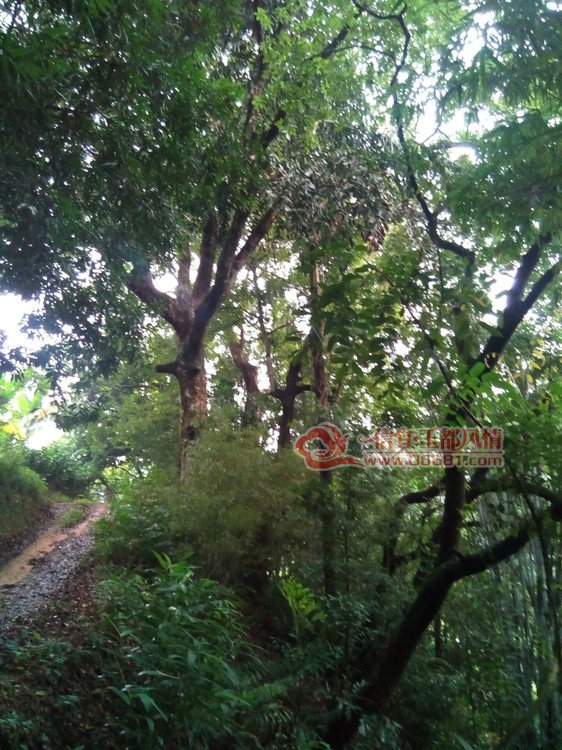 �洦�ɼ����ְ������������