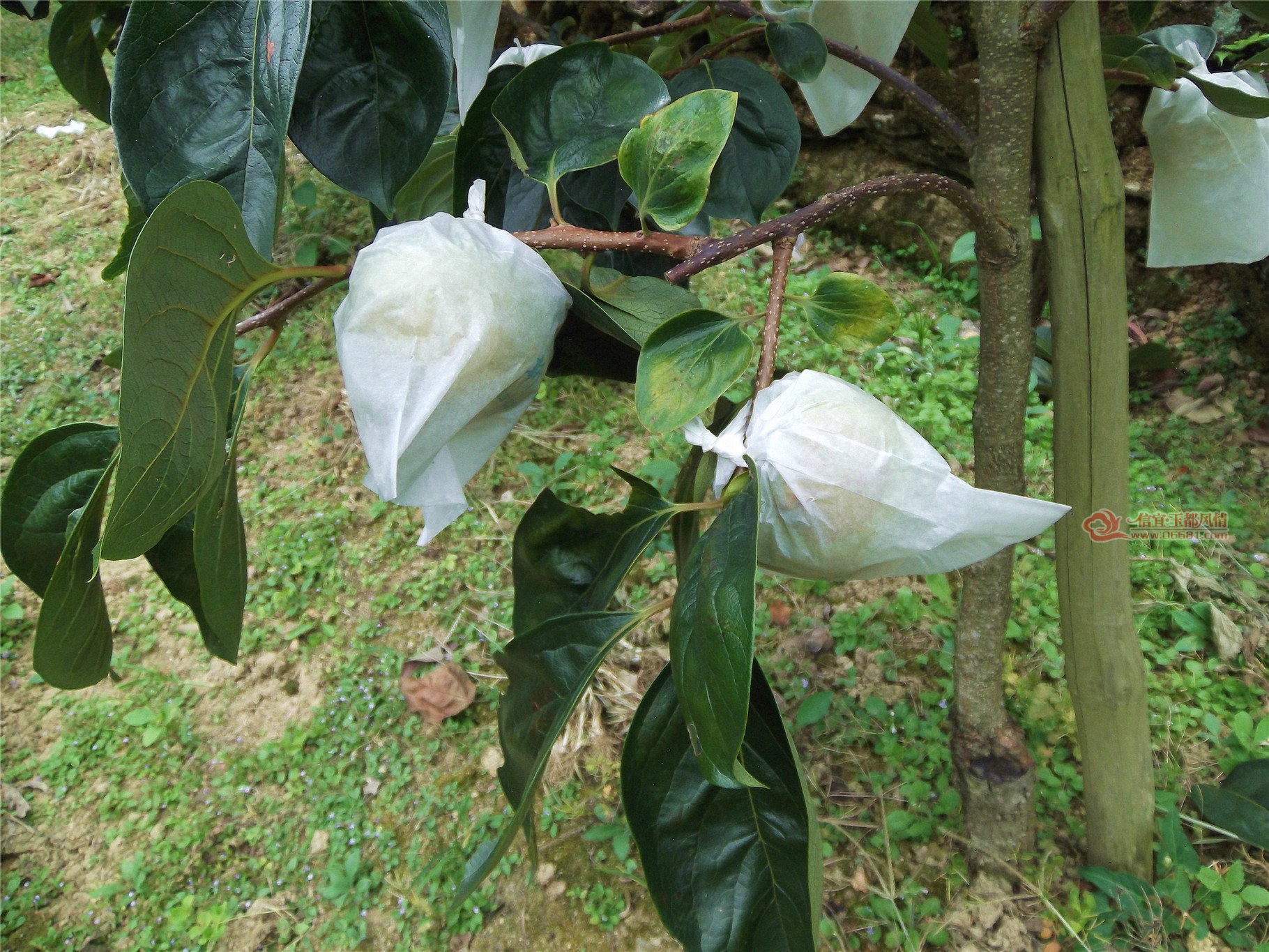 DSCF1078.jpg