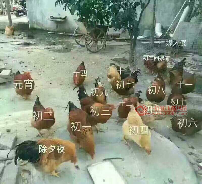 ���꼦���ź���.jpg