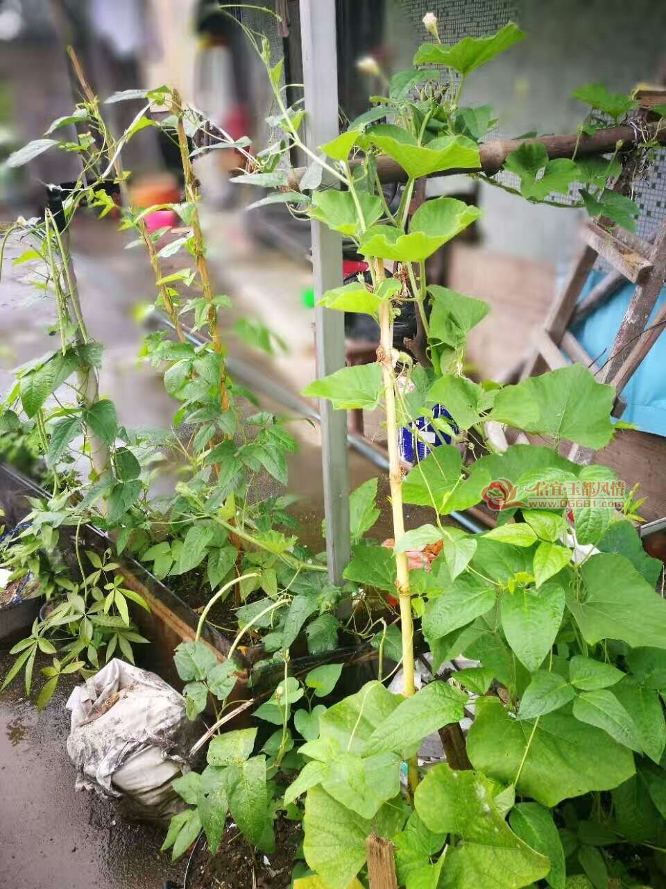 ΢��ͼƬ_20170629170146.jpg