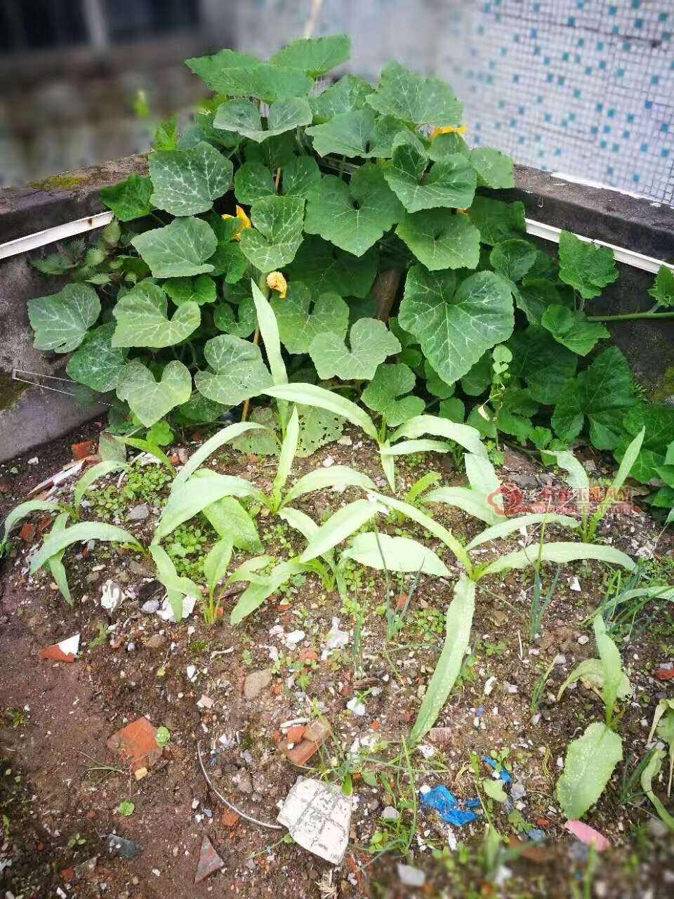 ΢��ͼƬ_20170629170148.jpg