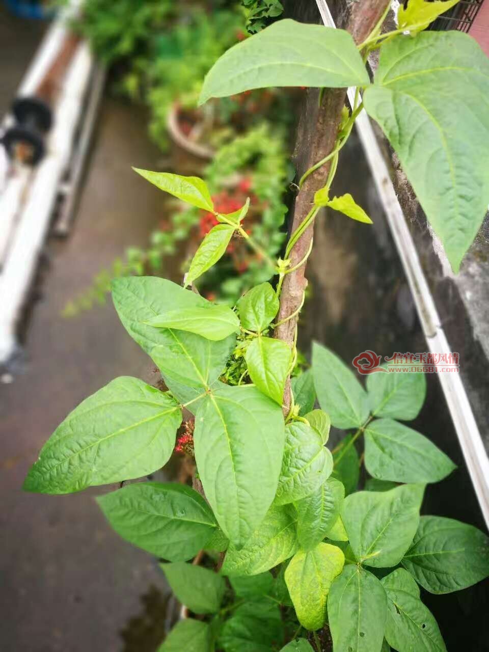 ΢��ͼƬ_20170629170155.jpg