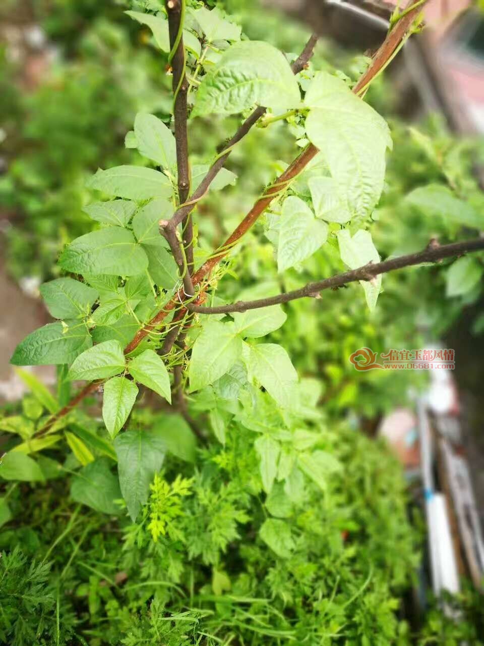 ΢��ͼƬ_20170629170153.jpg