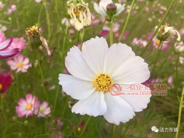 ΢��ͼƬ_20171023092953.jpg