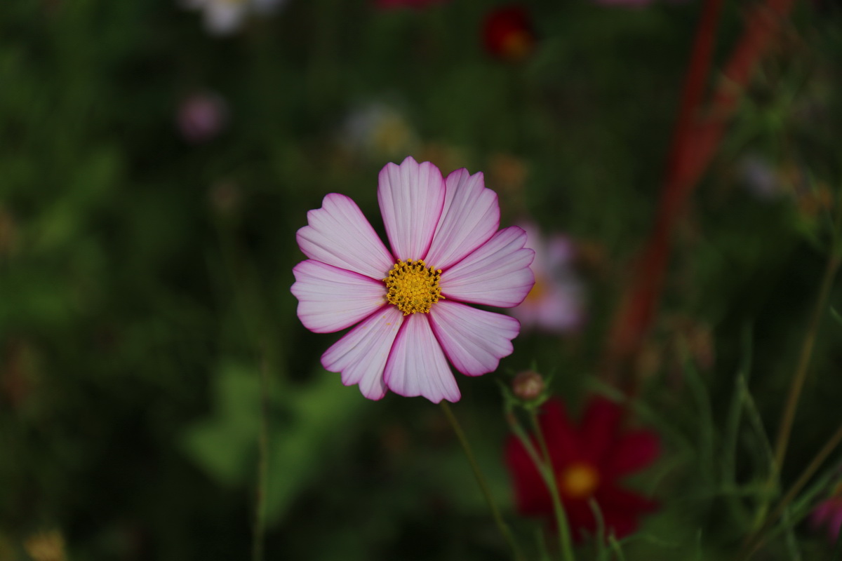 IMG_8886.jpg