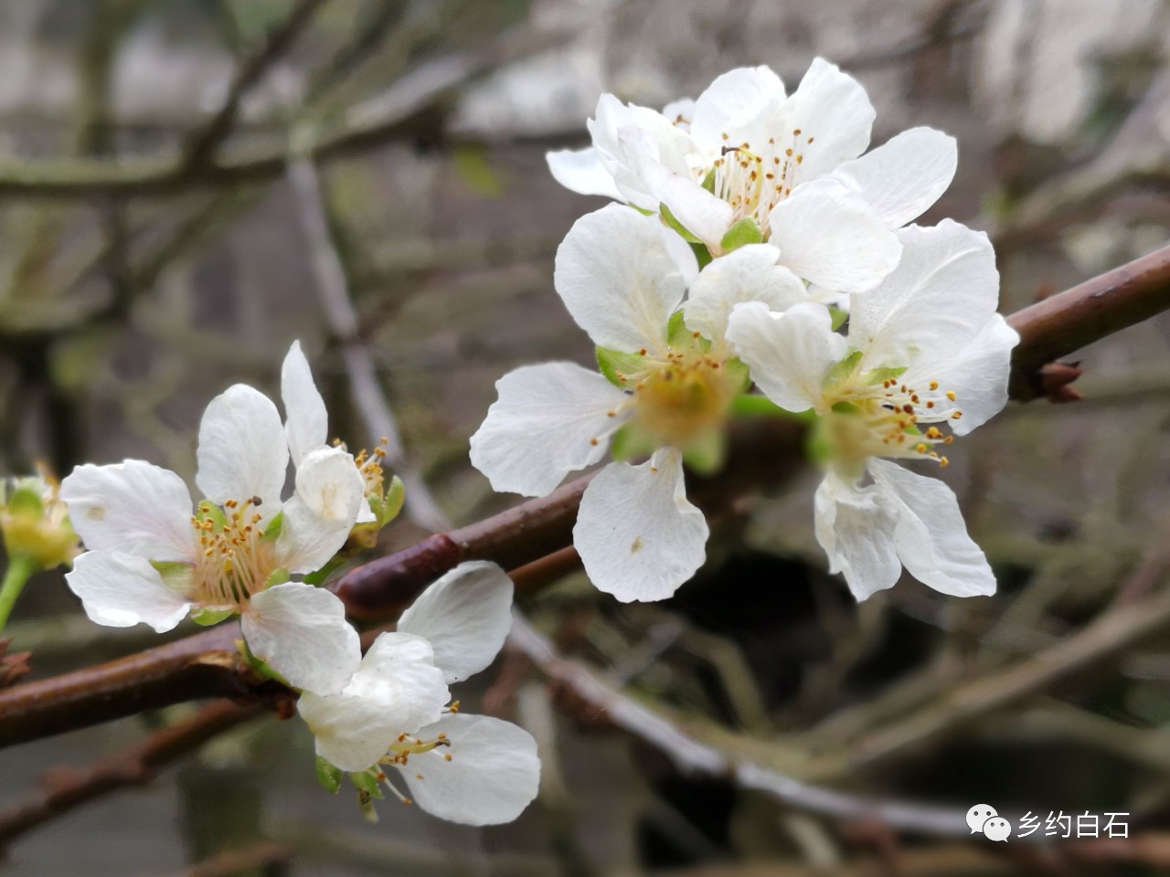 ΢��ͼƬ_20171121152057.jpg