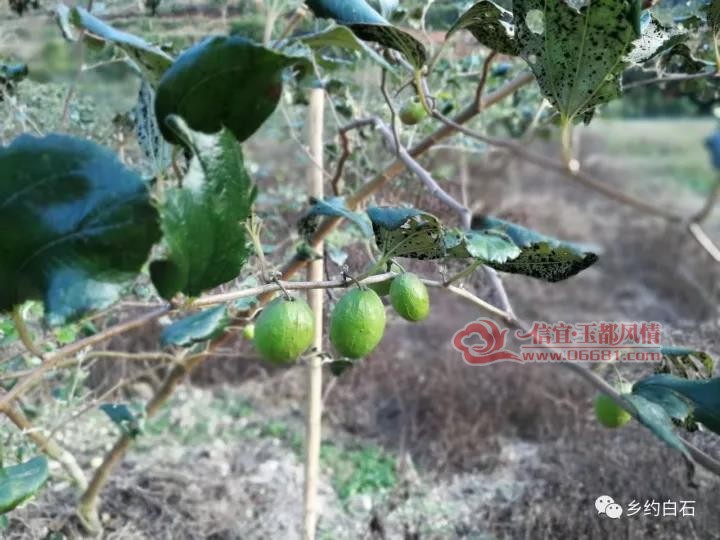 ΢��ͼƬ_20171208144259.jpg