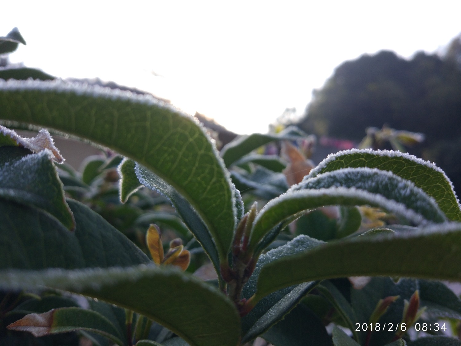 IMG_20180206_083433.jpg