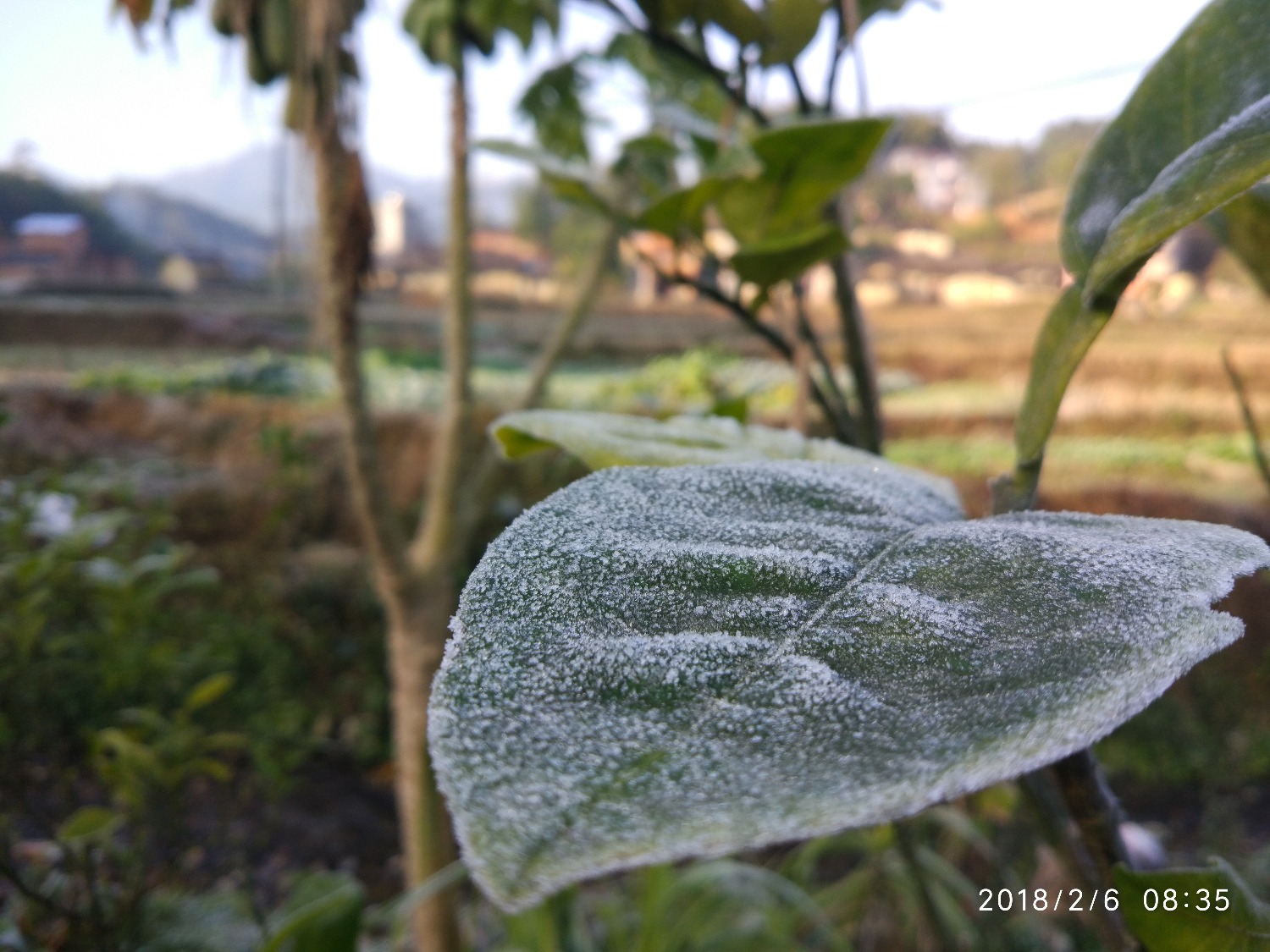 IMG_20180206_083532.jpg