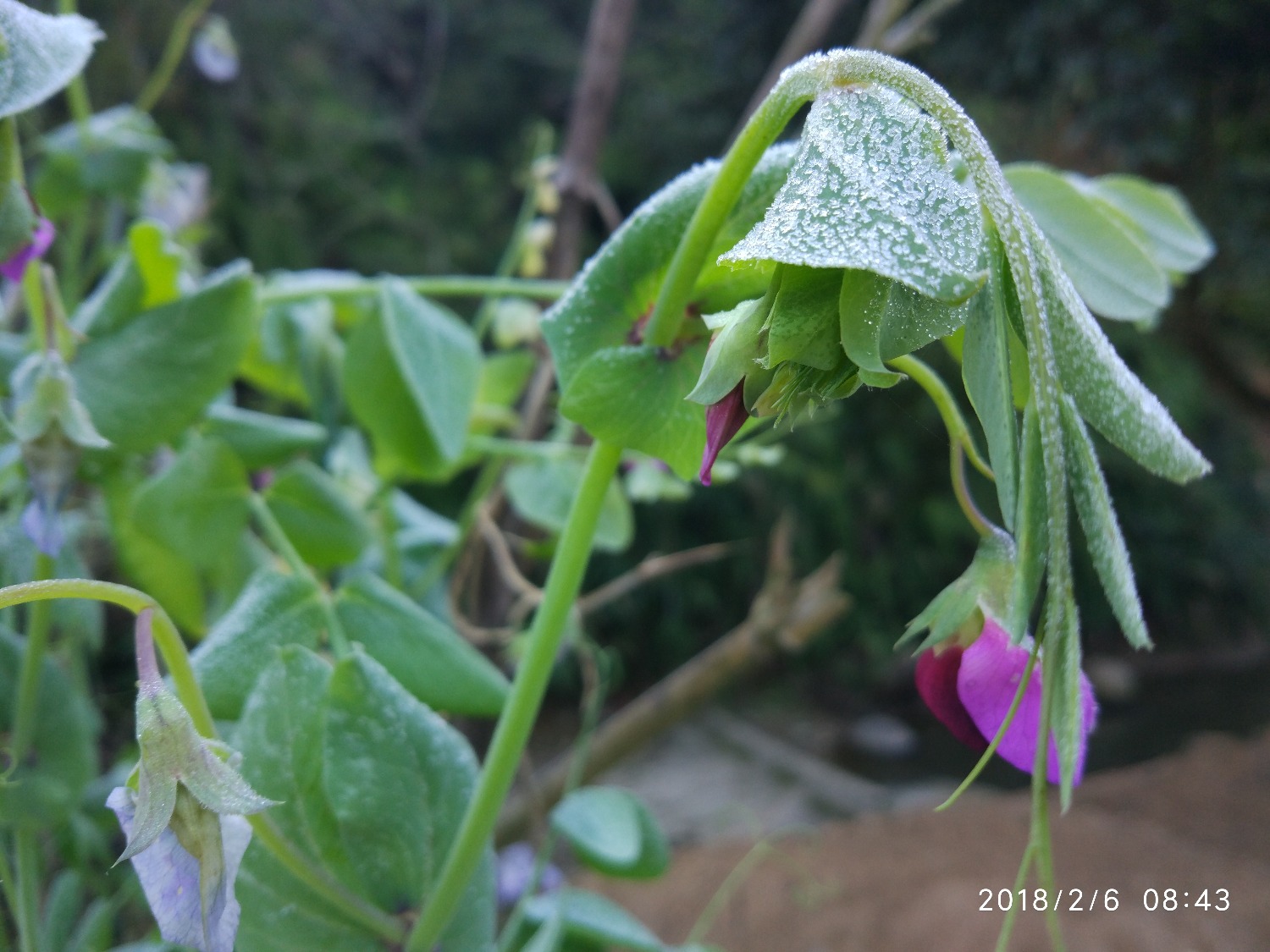 IMG_20180206_084348.jpg