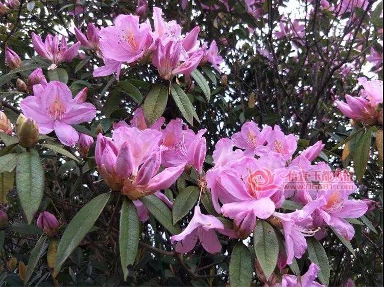 75.jpg