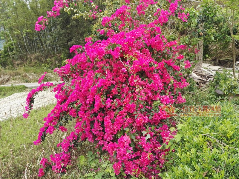 IMG_20180406_131954.jpg