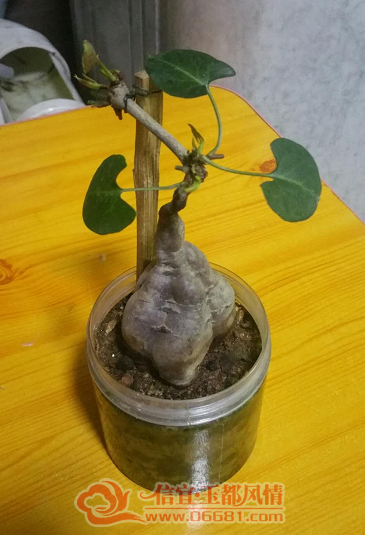 QQ��ͼ20180607092239.png