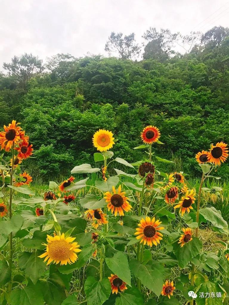 ΢��ͼƬ_20180622095808.jpg