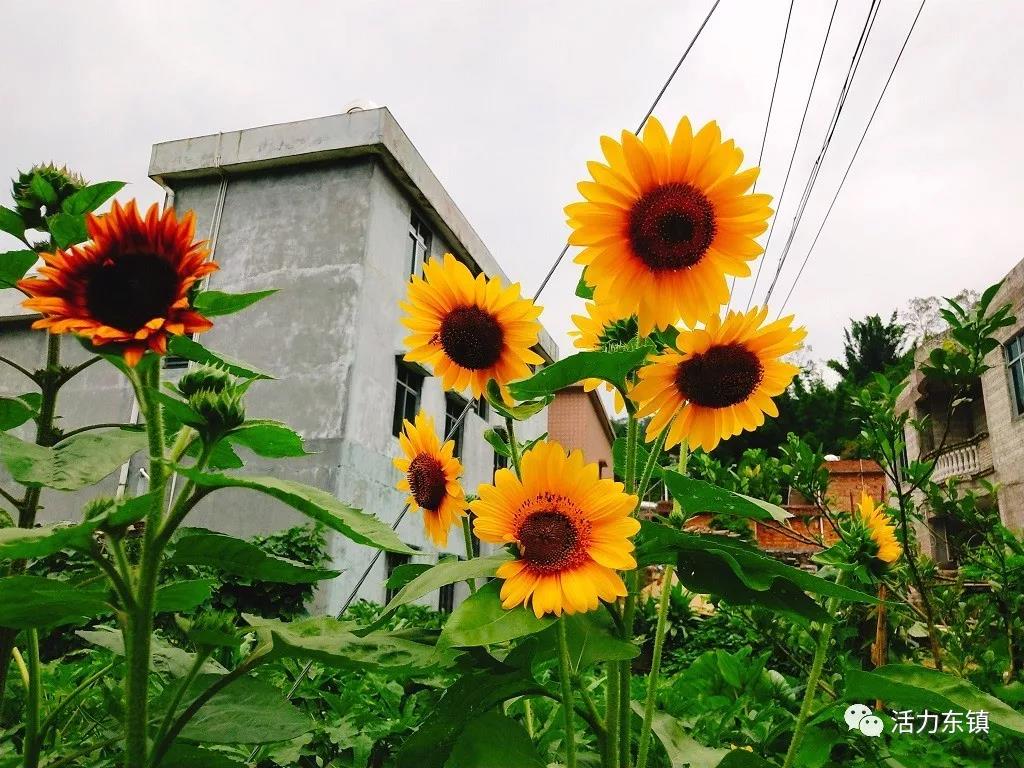 ΢��ͼƬ_20180622095817.jpg