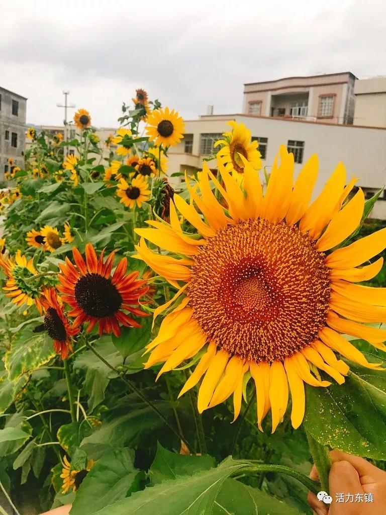 ΢��ͼƬ_20180622095811.jpg