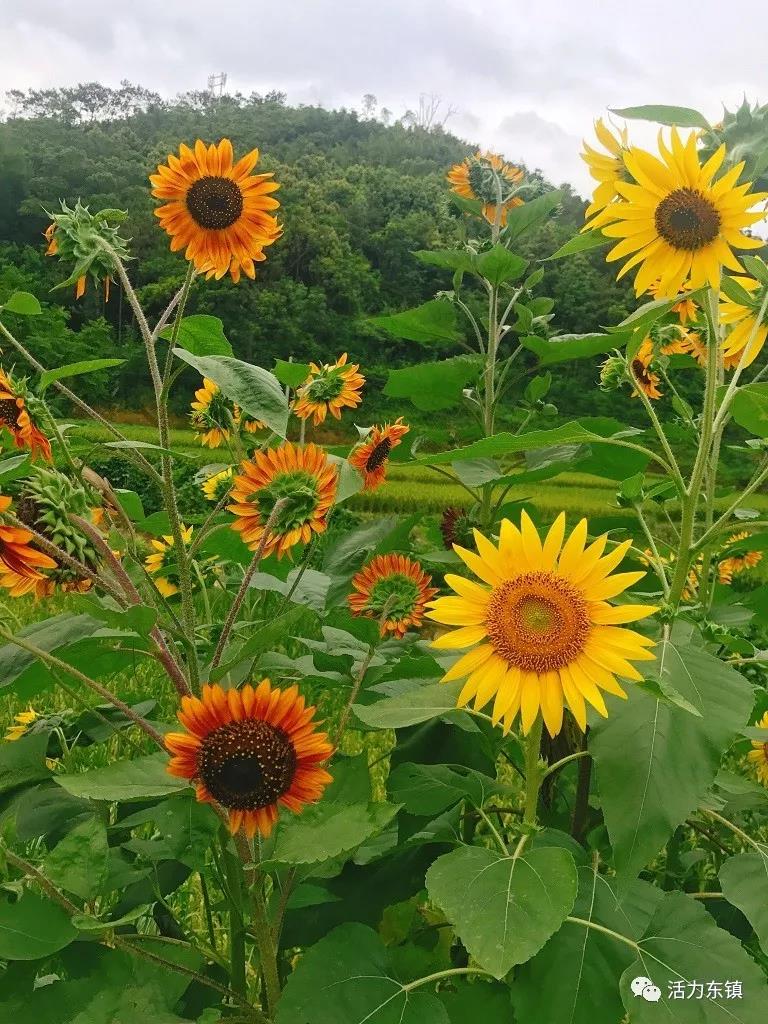 ΢��ͼƬ_20180622095820.jpg
