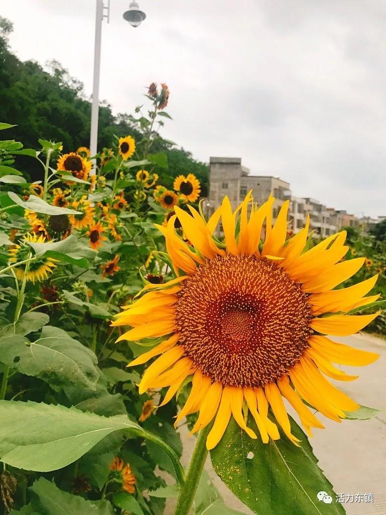 ΢��ͼƬ_20180622095825.jpg