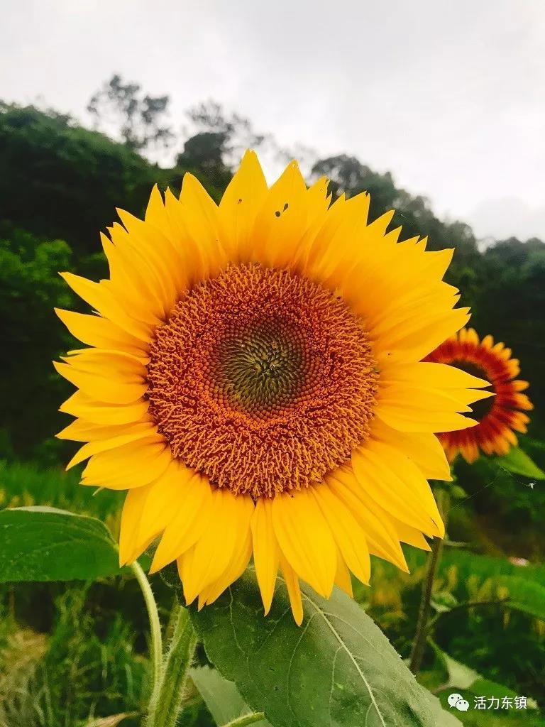 ΢��ͼƬ_20180622095830.jpg