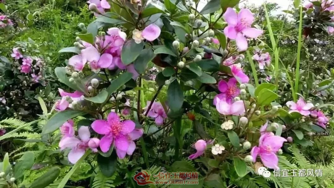 ΢��ͼƬ_20180713165457.jpg