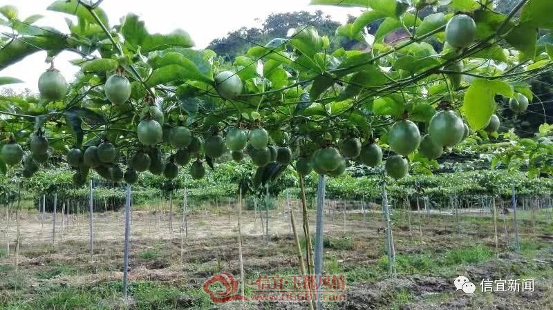 �麣�ѻ�������ʽ��1.37��Ԫ ��������35��ƶ��������