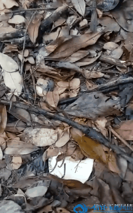 09.gif