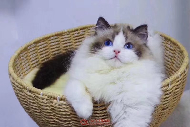 ΢��ͼƬ_20190410142550.jpg