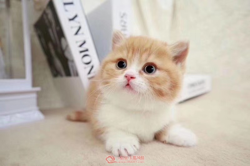 ΢��ͼƬ_20190410142547.jpg