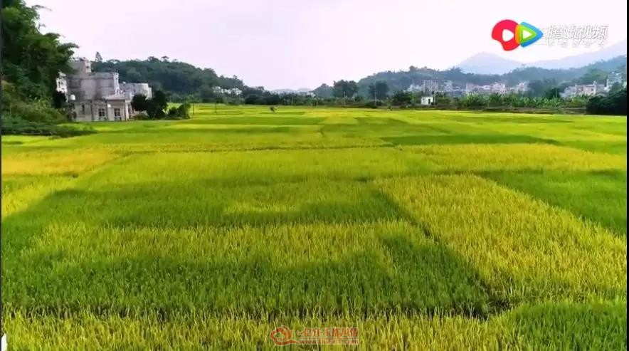 ���˳ض���ķ羰���� ΢�紵���������