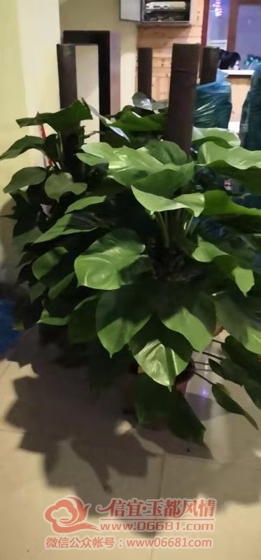 ΢��ͼƬ_20200105160643.jpg