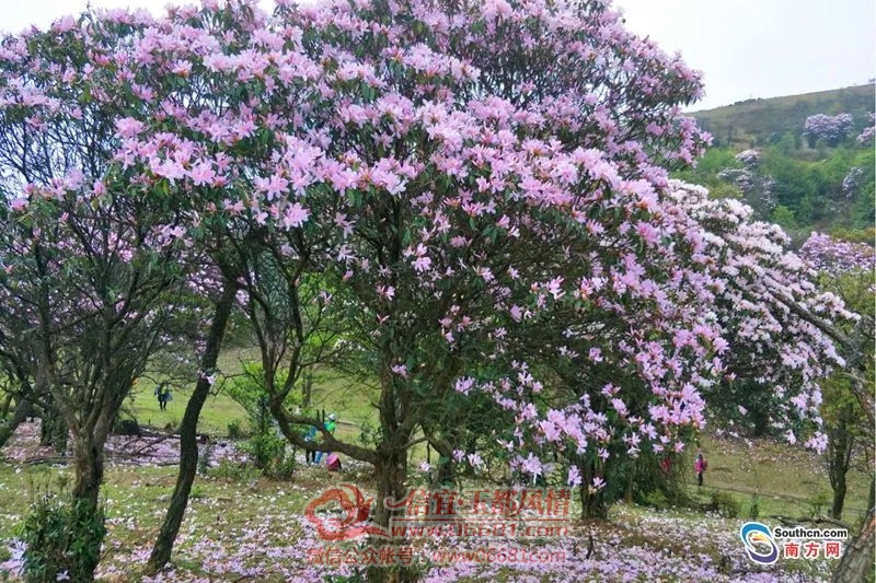 ���˰��Ŷ��ƽ��ž黨������
