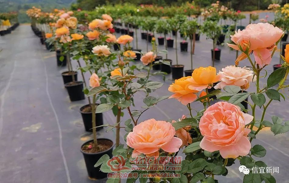���˸���50Ķ�¼��εڿ� 500��Ʒ�ֻ�ɫ����