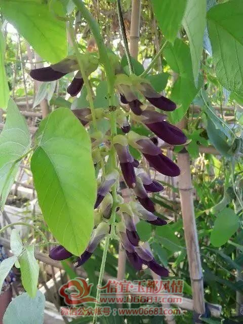 ΢��ͼƬ_20200526095108.jpg