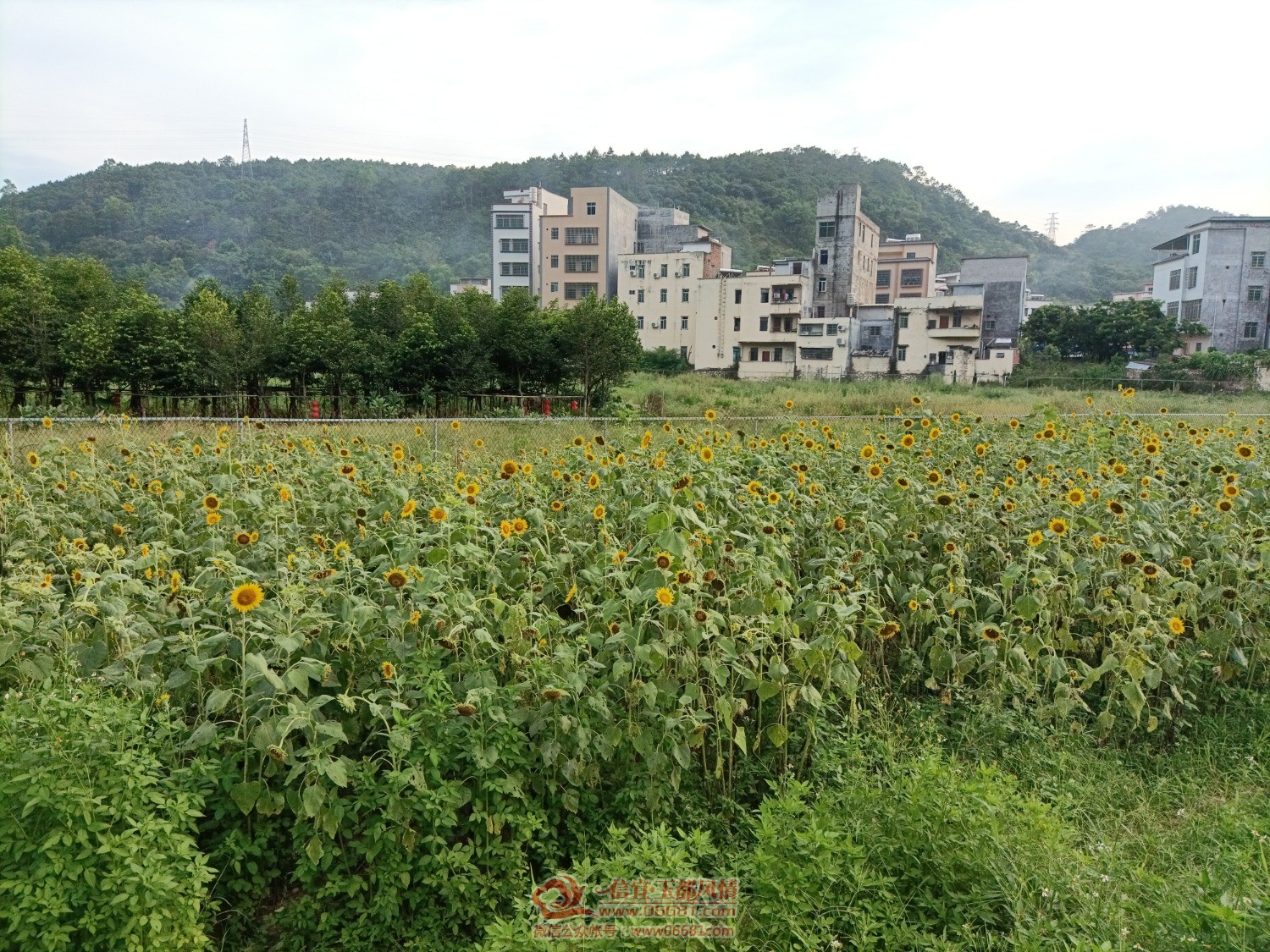 IMG_20210704_182931.jpg