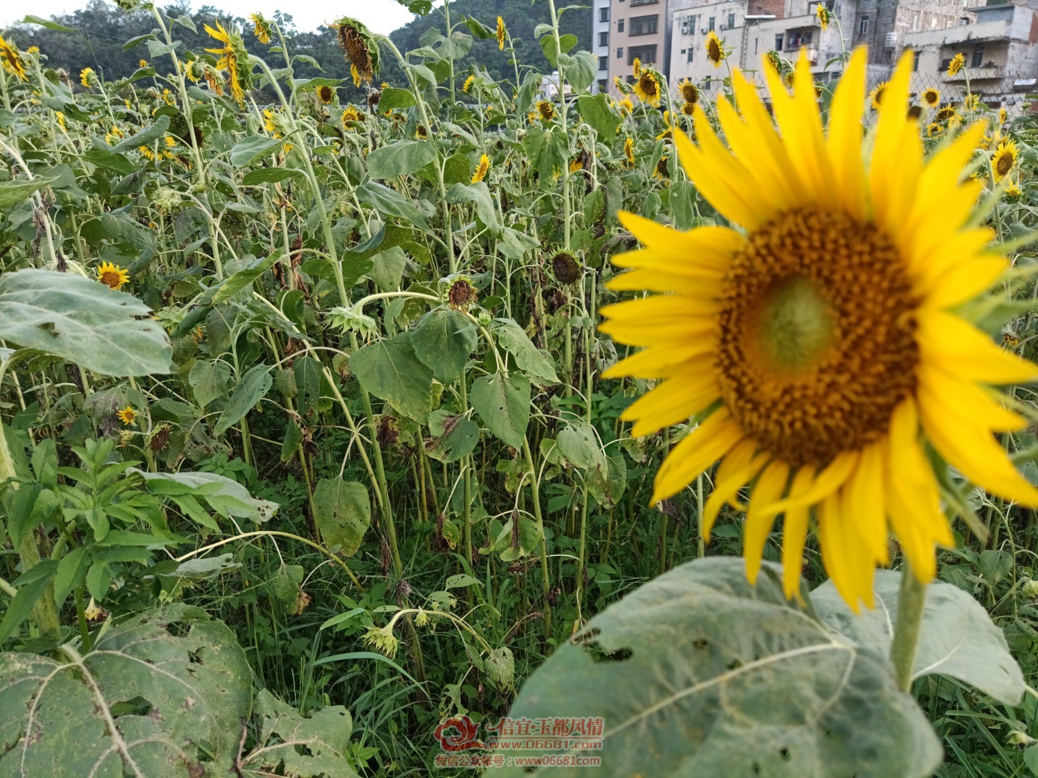 IMG_20210704_183244.jpg