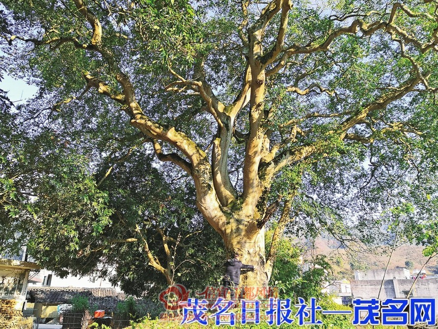 ���ð������ Ϊ��ɽˮ˫�ϡ���ɫ
