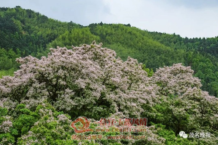 ������Ƭ�ǻ���ͬ��ӣ֮ѩ������ʢ��