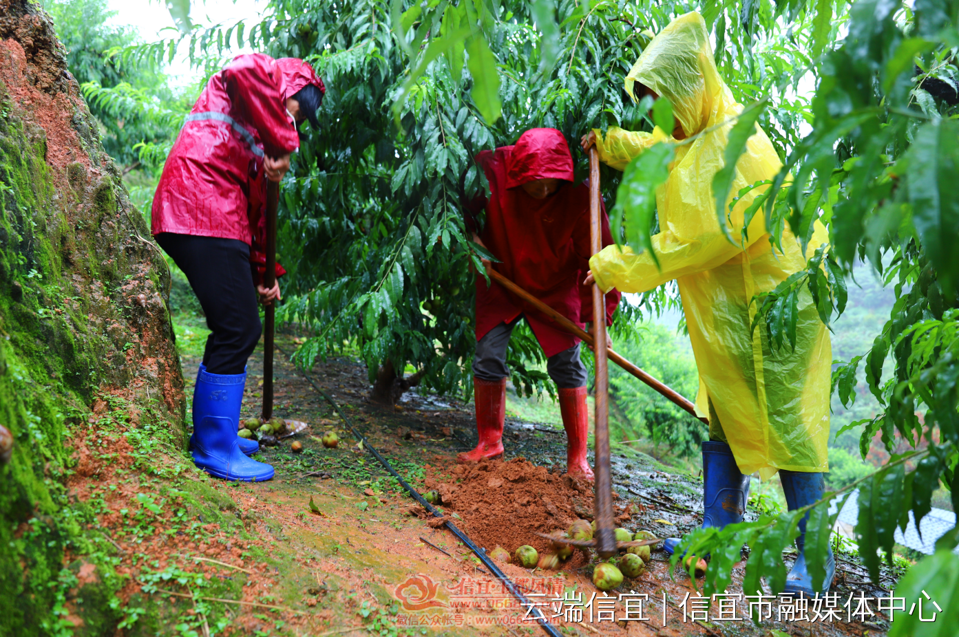���߰š�Ӱ��ȫ����ֲ�������4���Ķ