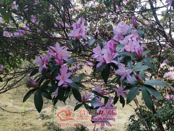 ΢��ͼƬ_20230321091905.jpg