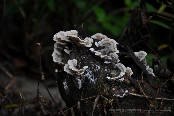 DSC_2039.jpg